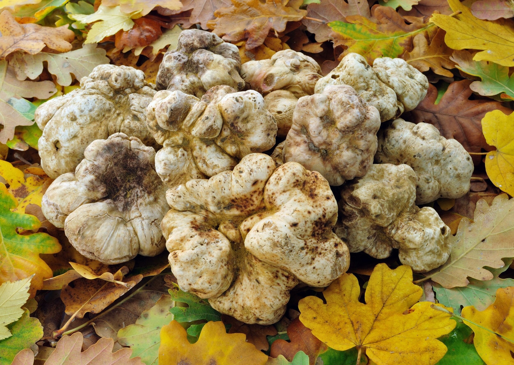 Fresh White Truffles aka Tuber Magnatum